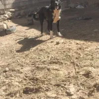 واگذاری سگ گله  ونگهبان