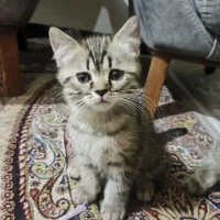 میکس اسکاتیش بریتیش ۲ ماهه جنسیت نر