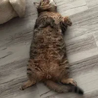 گربه بریتیش نر ۹ ماهه عقیم شده