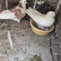 کبوتر پرشی اصیل تهران