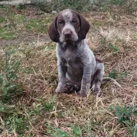 توله پوینتر