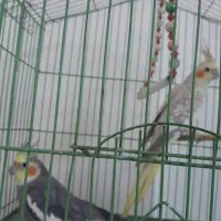 عروس هلندی نروماده
