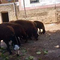 بره‌نر‌آماده‌پروار‌بندی‌‌به‌شرط‌‌سلامت‌کامل‌|حیوانات مزرعه|ملایر, |دیوار