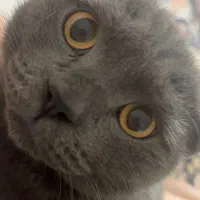 واگزاری گربه نژاد اسکاتیش