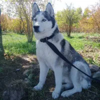 واگذاری سگ هاسکی ۸ماهه