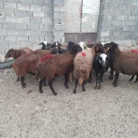 ۱۲ گوسفند|حیوانات مزرعه|چگنی, |دیوار