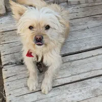 سگ پا کوتاه