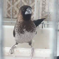 فنچ بنگالی