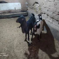 بز جوان و کولار پاکستانی اصیل و زائیده و چاق|حیوانات مزرعه|مشهد, مقدم|دیوار