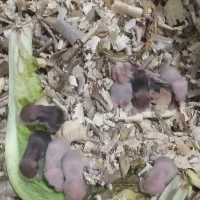 نی نی همستر