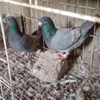 کبوتر نروماده