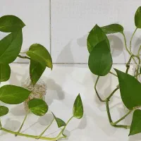 قلمه گل پتوس