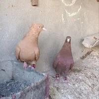 نروماده دمسفید