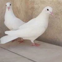 کبوتر یاهو یزدی|پرنده|اصفهان, سودان|دیوار