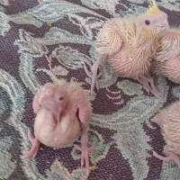 جوجه عروس هلندی لوتینو|پرنده|تهران, مسعودیه|دیوار