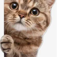 استخدام فروشنده پت شاپ