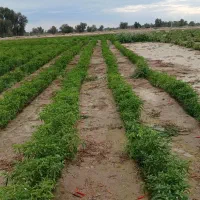 چاه و زمین کشاورزی