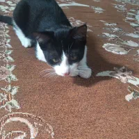 بچه گربه|گربه|کردکوی, |دیوار