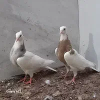 دوبال|پرنده|گنبد کاووس, |دیوار