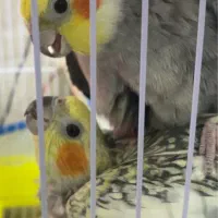 عروس هلندی|پرنده|رشت, حمیدیان|دیوار