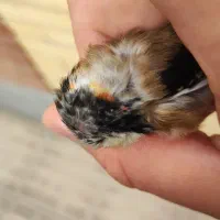 سهره سقا رسمی چهار گل کراواتی سینه طلایی|پرنده|کرمان, |دیوار