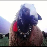 با ضمانت سلامت جیگر گوسفند گوساله|حیوانات مزرعه|تهران, تهرانپارس غربی|دیوار