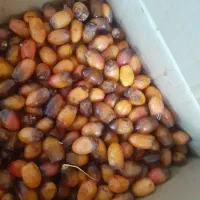 رطب درجه یک .خاروک