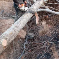 قطع و هرس و خرید درخت و چوب