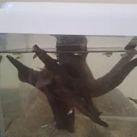 ماهی کوپی و شیشه اکواریوم کوچیک|ماهی|اردبیل, |دیوار