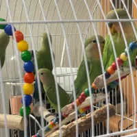 کوتوله بریزیلی|پرنده|شاهین‌شهر, خانه کارگر|دیوار