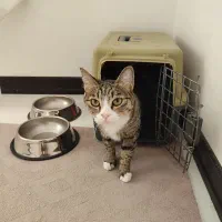 واگذاری رایگان گربه خانگی|گربه|طرقبه, |دیوار