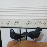 یه جفت شازده به شرت همچی