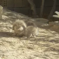 کبوتر و خرگوش|پرنده|زیباشهر, |دیوار