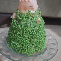 سبزه عید  عروسکی