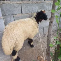 بره نر فروشی