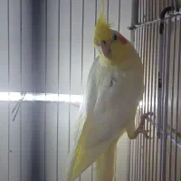 عروس با تخم|پرنده|بندرعباس, |دیوار