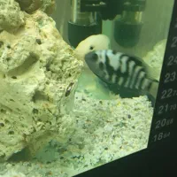 سیچیلاید گورخری و البینو|ماهی|مشهد, نظام دوست|دیوار