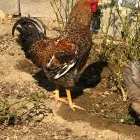 مرغ و خروس|حیوانات مزرعه|کرج, شهرک کیوانیه(معراج)|دیوار