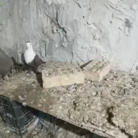 دوعدد کفتر رنگی