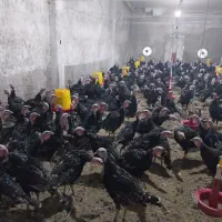 بوقلمون برنز تمام نر جهت پرورش|حیوانات مزرعه|قم, زینبیه|دیوار