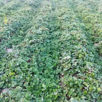 نهال توت فرنگی|خدمات باغبانی و درختکاری|خان ببین, |دیوار