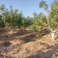 ارقام مختلف نهال پسته ۱ساله و۲ساله