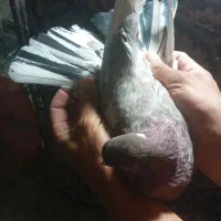 کبوترپرشی|پرنده|محلات, |دیوار