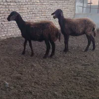 توقلی ماده وبز ابستن|حیوانات مزرعه|سیمین شهر, |دیوار