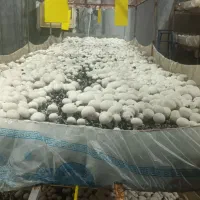 قارچ  دکمه ای  عمده و خرد|عمده‌فروشی|خورموج, |دیوار