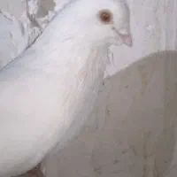 6تاسفید چشم زرد|پرنده|زرند, |دیوار