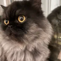 گربه پرشین هیمالین نر بالغ