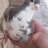 کبوتر دمگیر