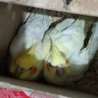 دو جفت عروس هلندی مولد و کارداده