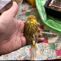 قناری نژاد گلاستر|پرنده|ساری, |دیوار